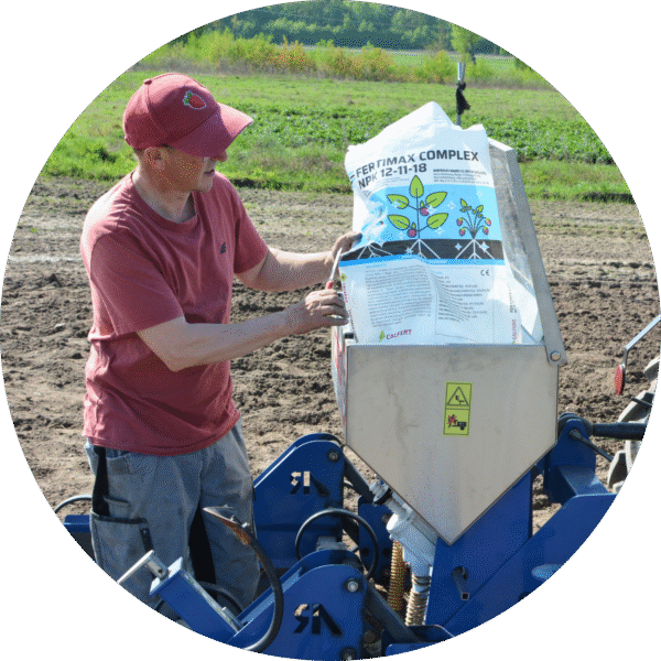 Czy kosić liście truskawki po zbiorach? Czas na najważniejsze zabiegi