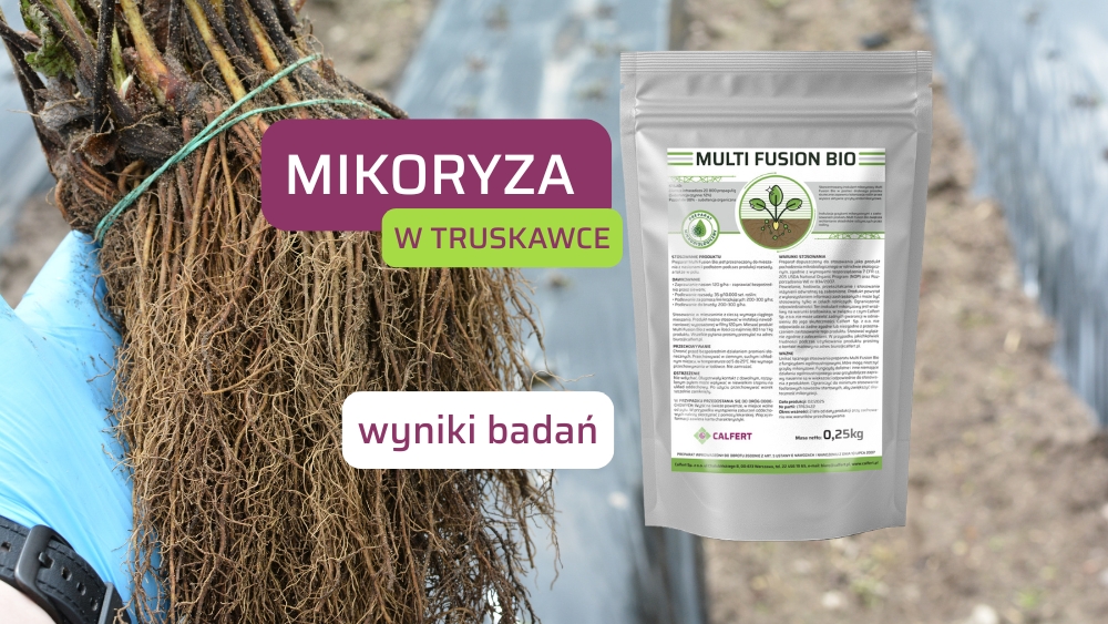 Multi Fusion Bio w uprawie truskawki odmiany Falco
